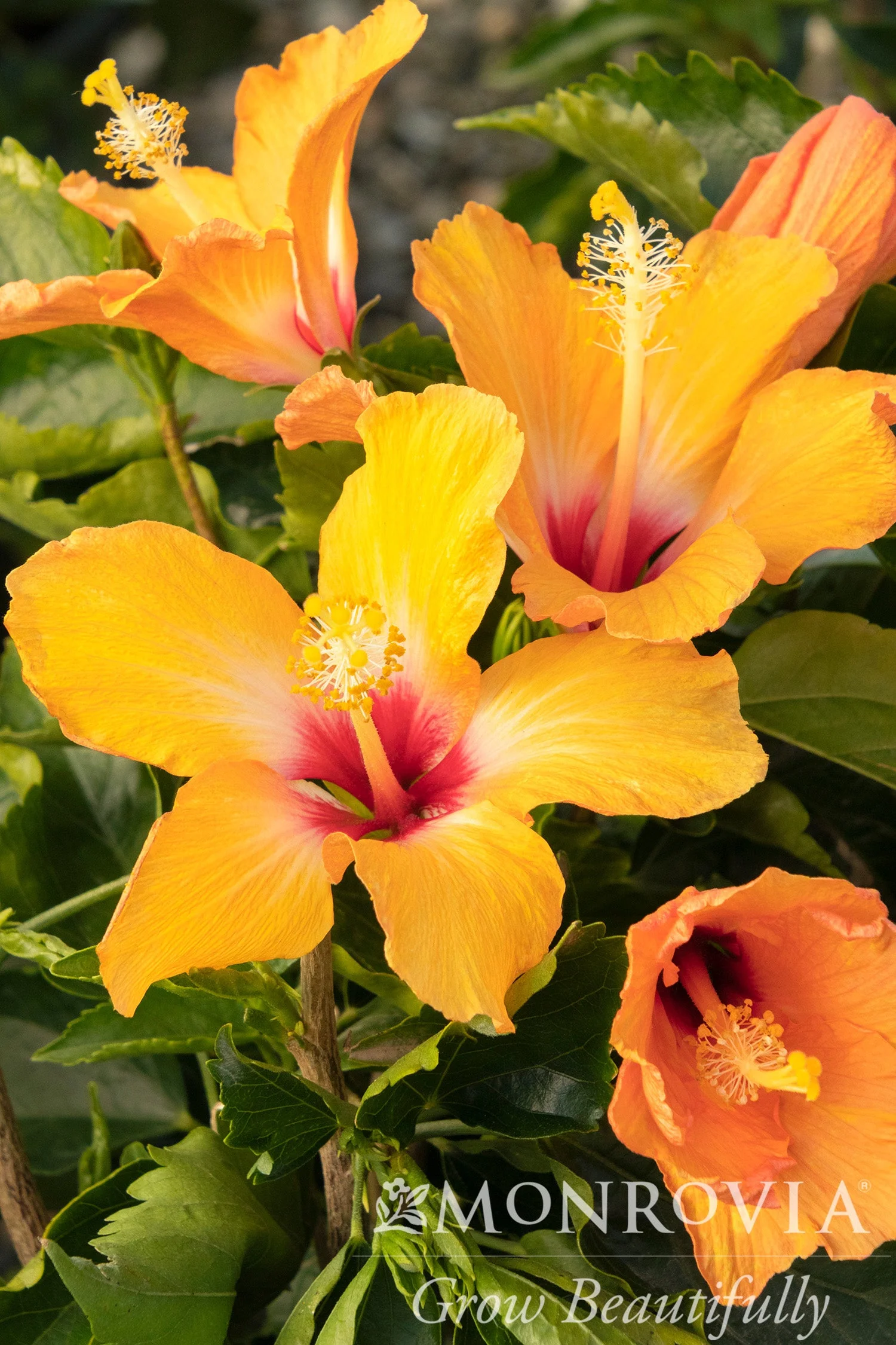 Cultivate Your Personal Outdoor Oasis