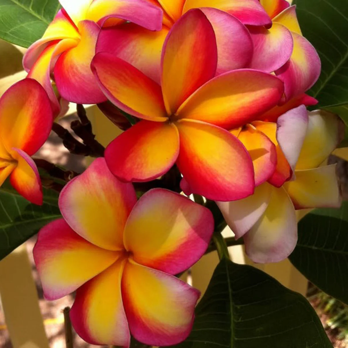 Plumeria
